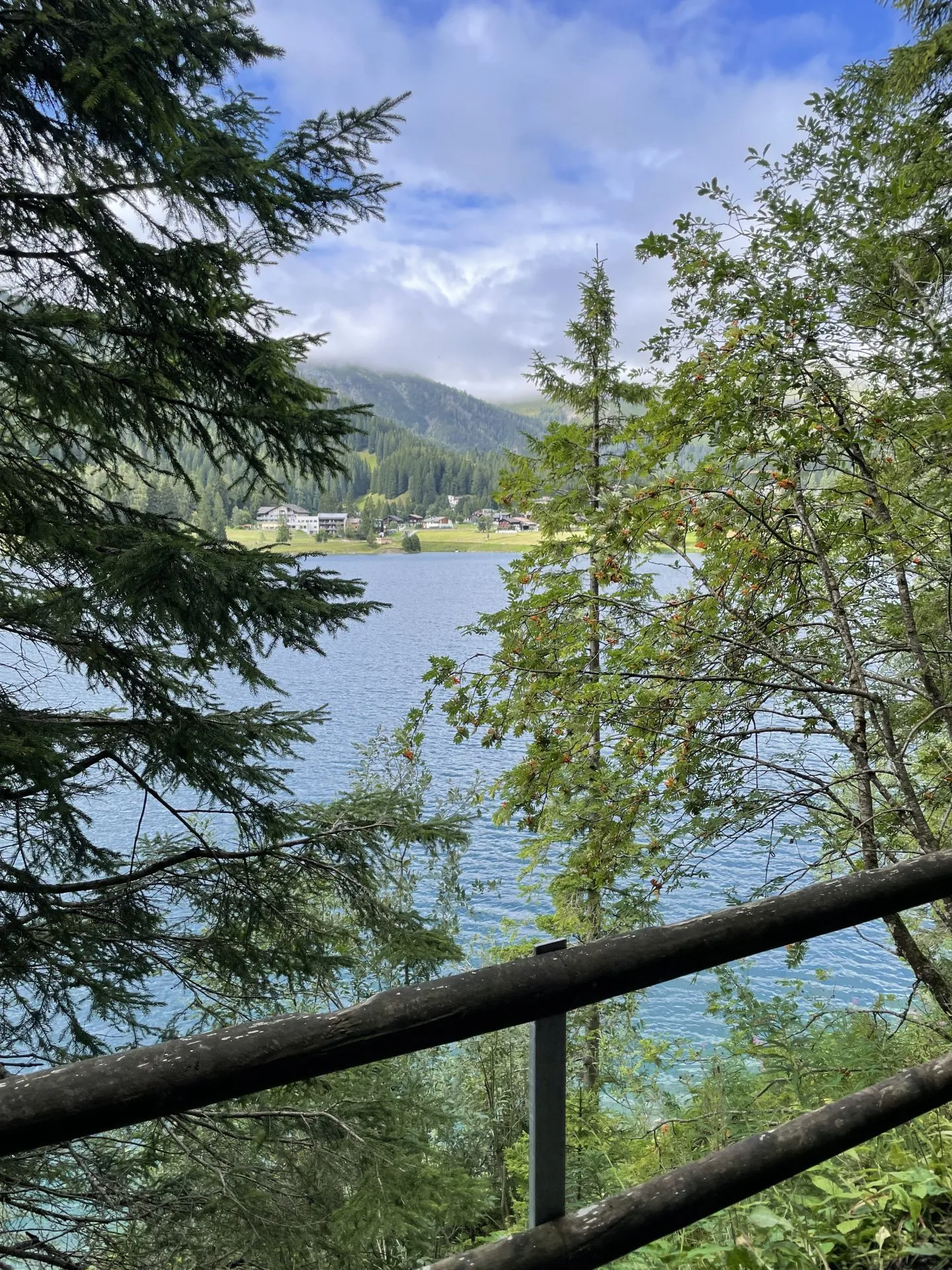 Looking up through the trees